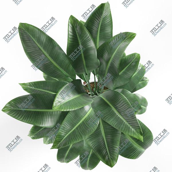 images/goods_img/20210312/3D Plant/5.jpg